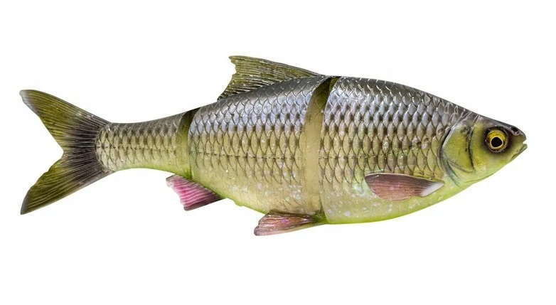 Spinningová guma Savage Gear 3D LT Roach 25 cm 216 g Hugo