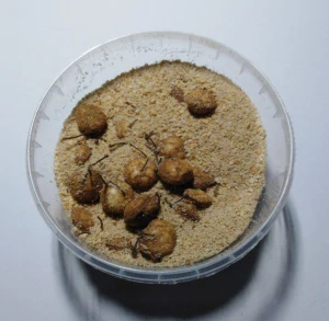 Rohlíkové boilies - Perník