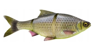 Spinningová guma Savage Gear 3D LT Roach 25 cm 216 g Hugo