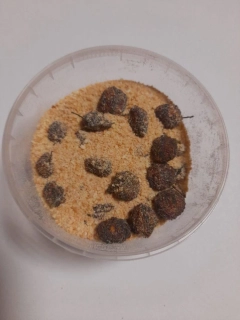Rohlíkové boilies - Vanilka