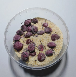 Rohlíkové boilies - Švestka