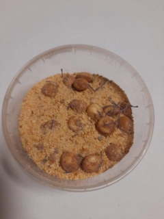 Rohlíkové boilies - Oliheň