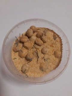 Rohlíkové boilies - Krab